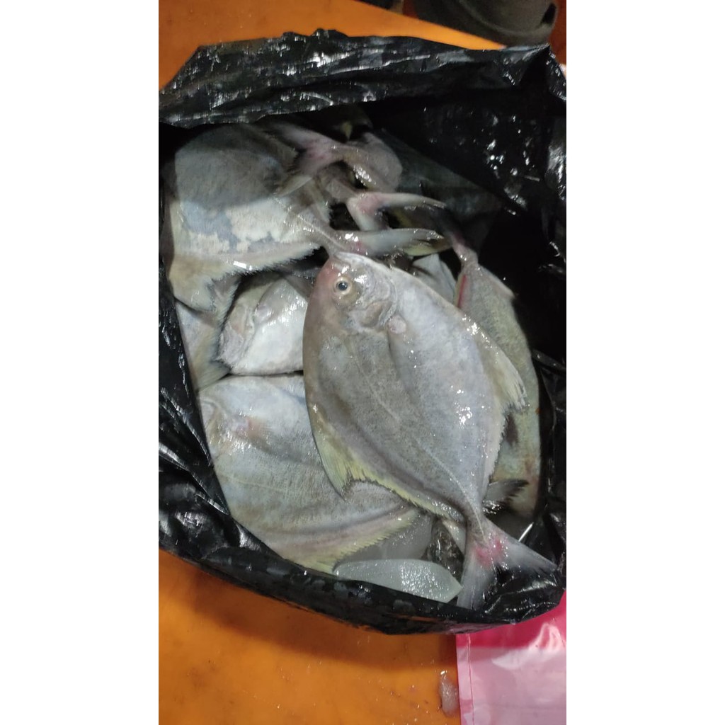 

Jual Ikan Bawal Laut Item Press- 1 Kg
