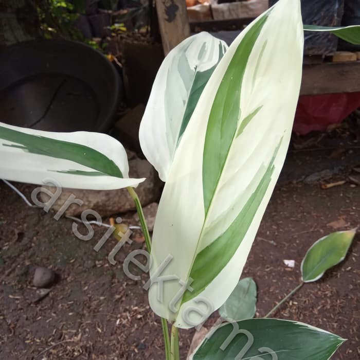tanaman hias heliconia varigata - pisang pisangan heliconia varigata
