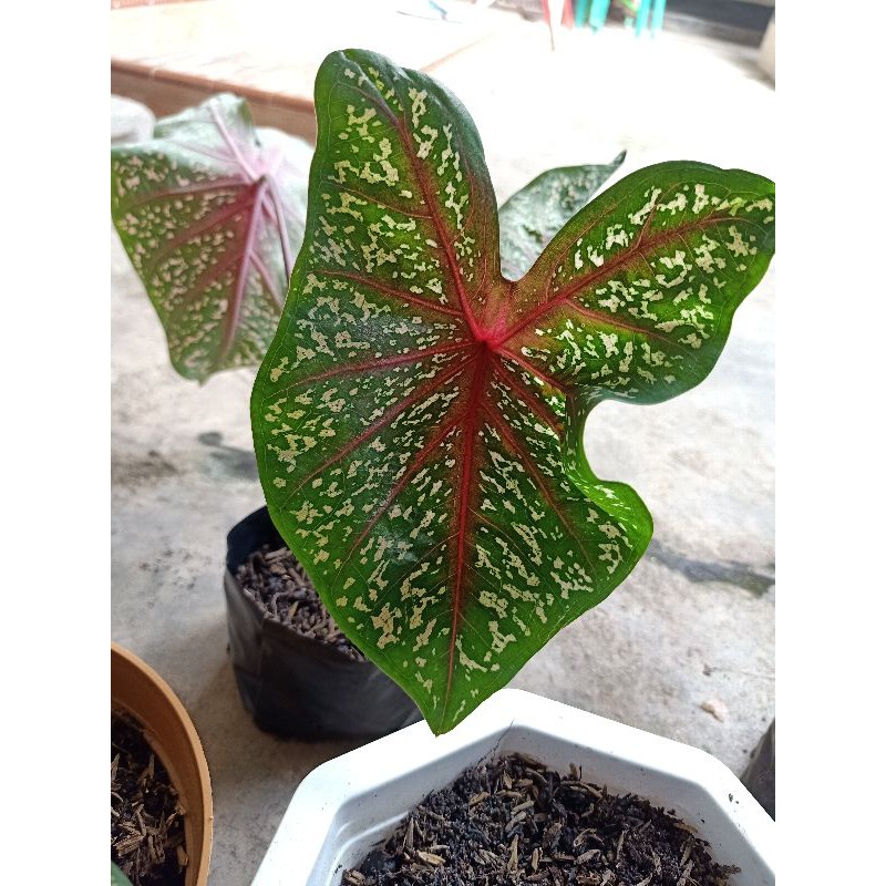caladium keladi red star