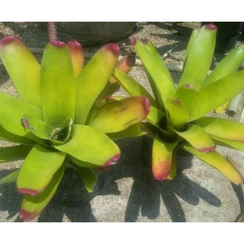 Tanaman hias bromelia kitek