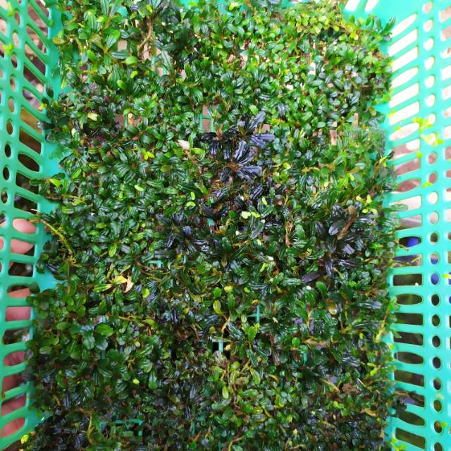 bucephalandra mini boyan porsi keranjang