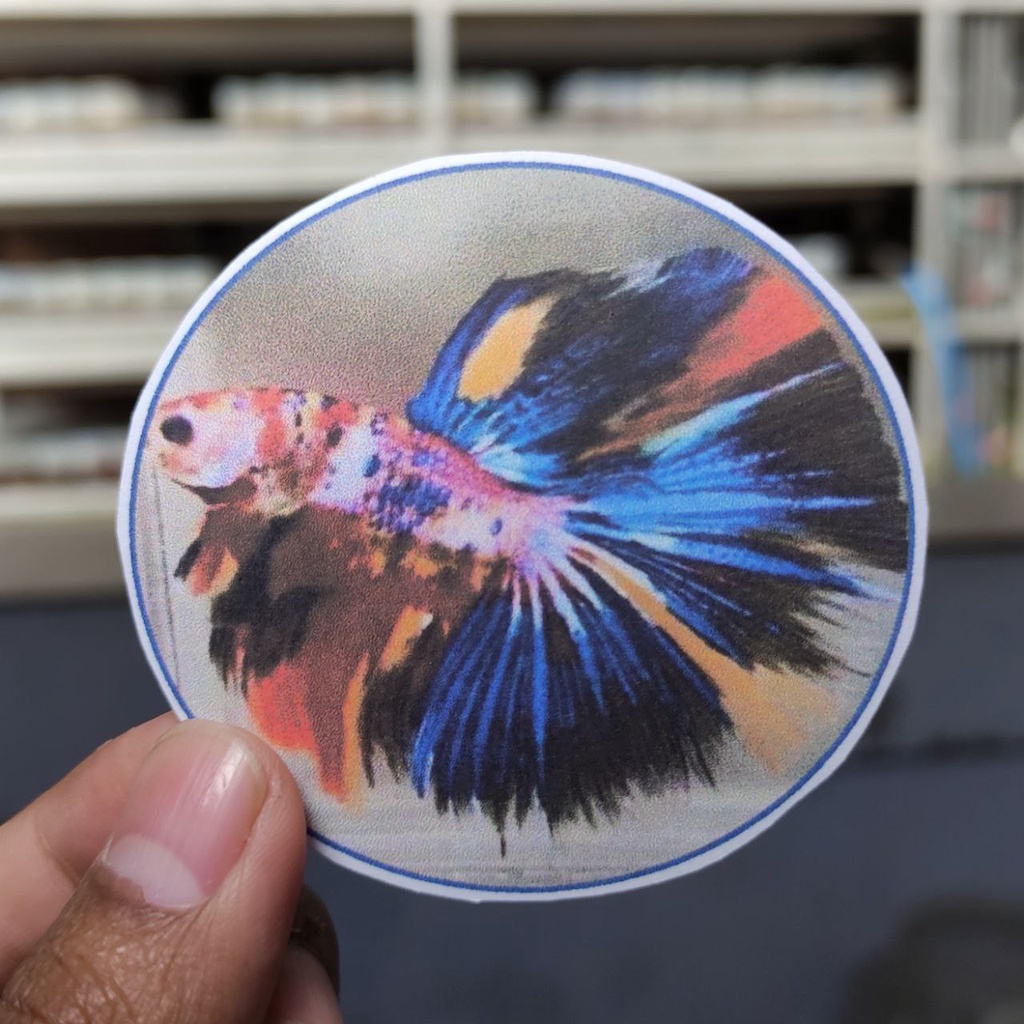 

STIKER DAN POSTER HALFMOON MULTICOLOR 15K
