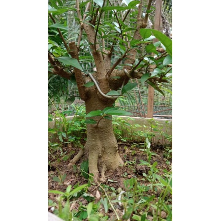 bonsai anting putri akar keliling.