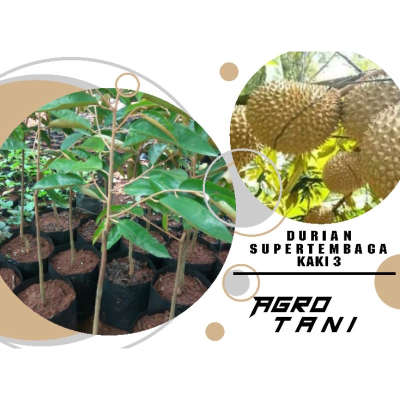 bibit durian super tembaga kaki 3