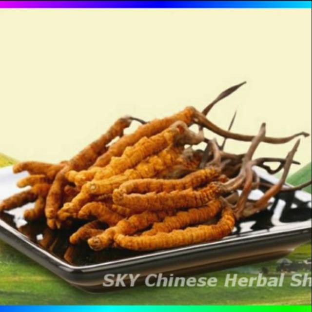 

Cordyceps Premium Organik / Dong Chong Xia Cao (Obat Paru Ginjal) ASLI