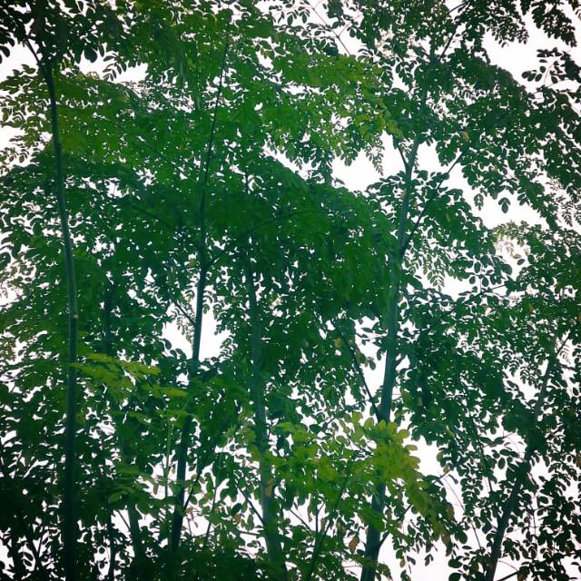 

Daun Kelor untuk kesehatan