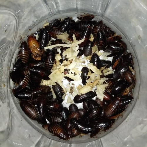 Kotakoi_Mart Umpan Mancing Galatama lele umpan hidup kecoa batu kecoak tanah umpan pemancing juara