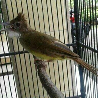 Pet Cucak Jenggot Jawa Bahan Muda Hutan Perawatan Burung
