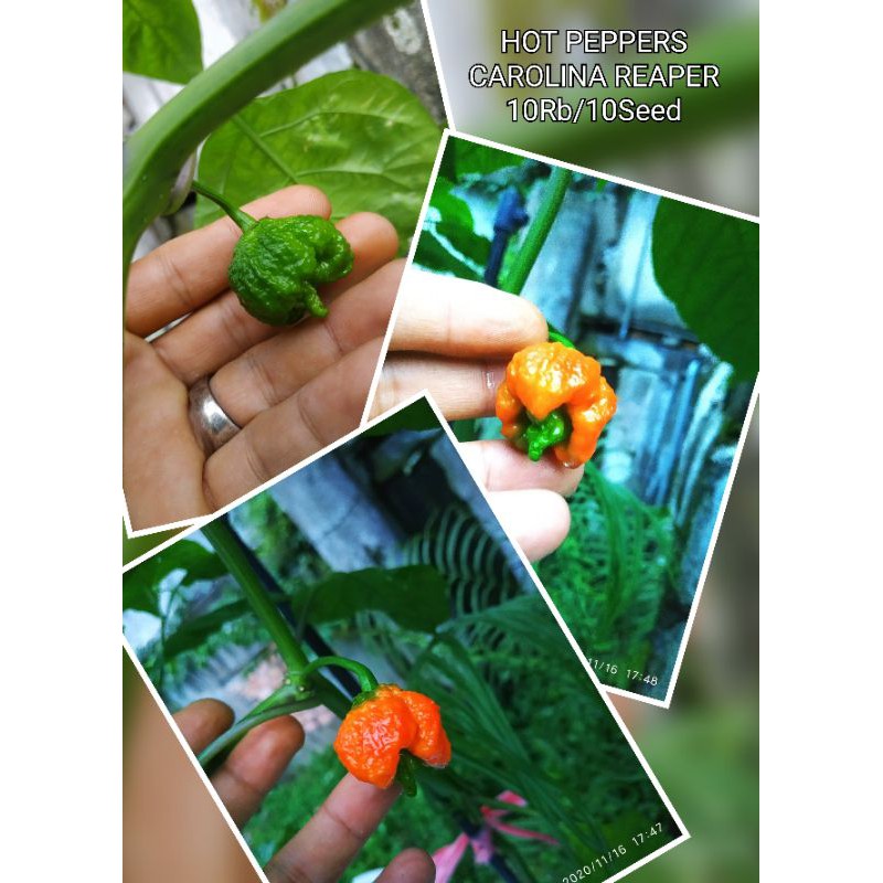 

Cabe Terpedas didunia Carolina Reaper Red