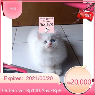 Jual Kucing Mata Putih Harga Terbaik - November 2021  Shopee 