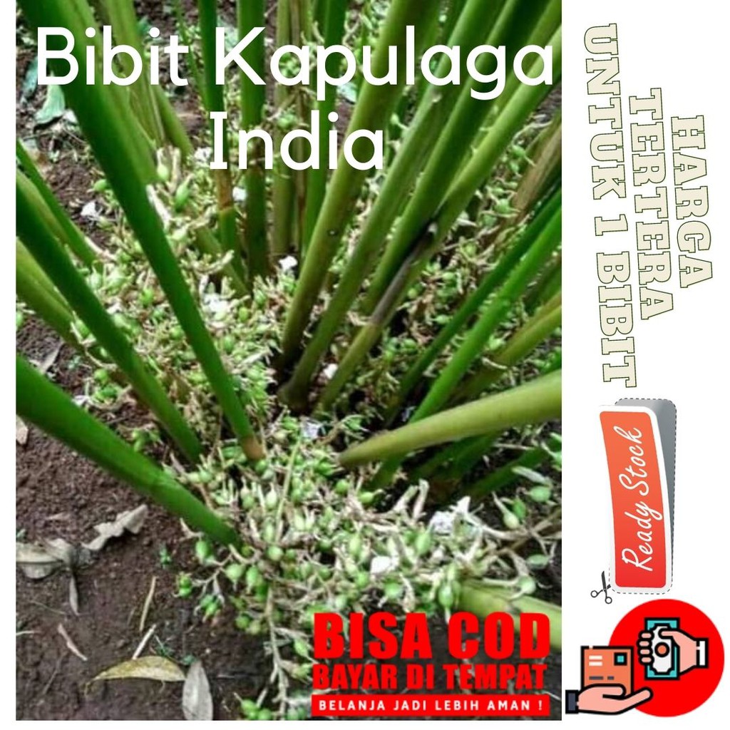 Bibit Kapulaga India
