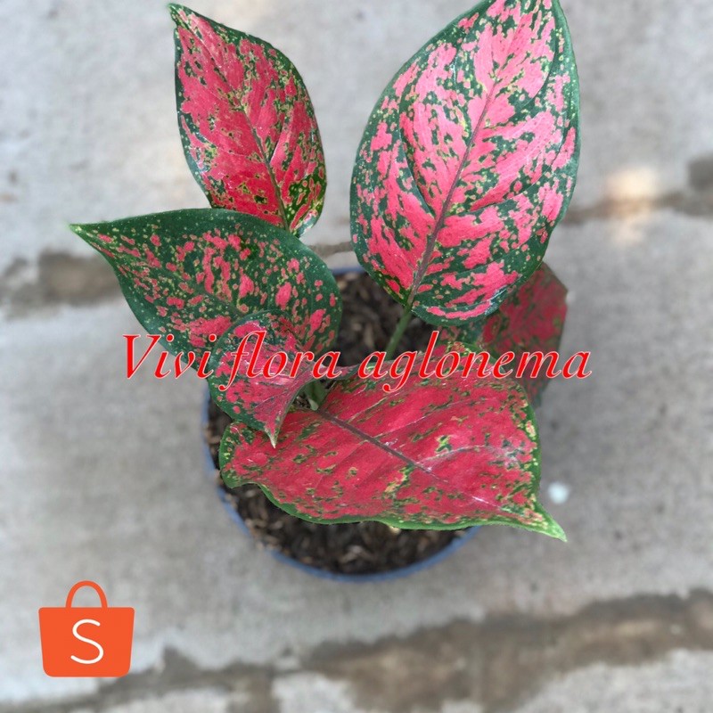 aglonema red king aglonema viral aglonema lokal aglonema tanaman hias tanaman lokal tanaman