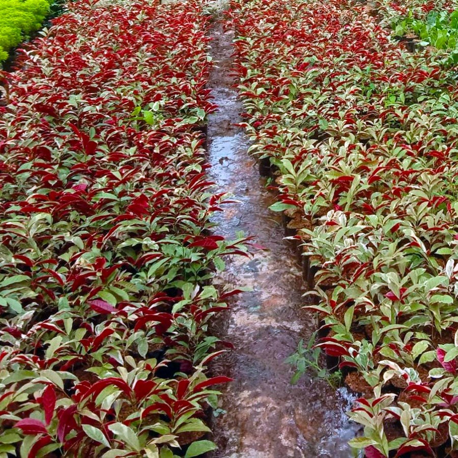 Sambang Darah Dara Sampang Getih Remek Daging Chinese Croton  Merah Putih Bibit Tanaman Hias Obat Herbal 2030