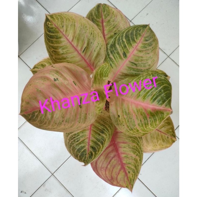 AGLAONEMA MOONLIGHT