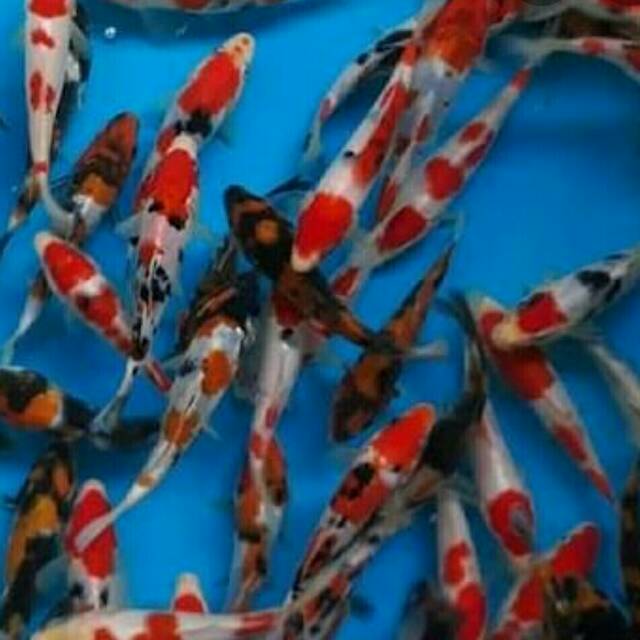 Ikan koi 9cm