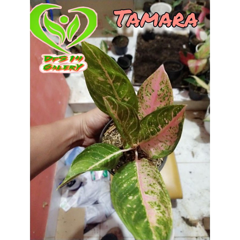 Aglaonema Tamara