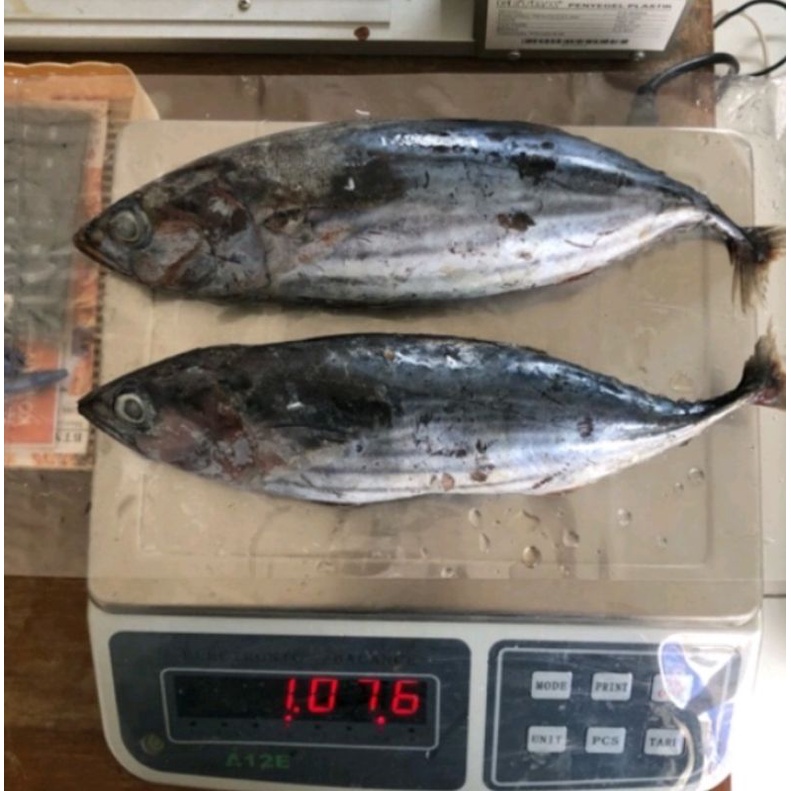 

Ikan cakalang Bersih Insang &Jeroan l Cakalang