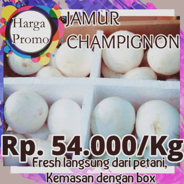 

Jamur Champignon