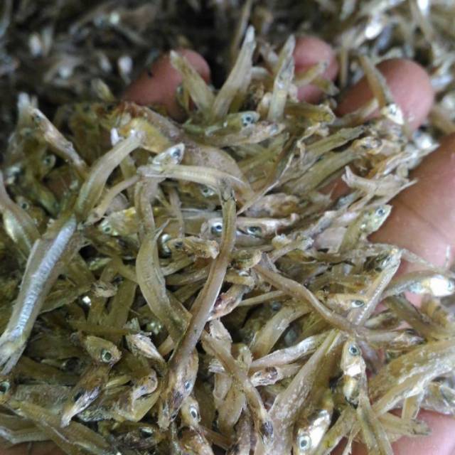 

Ikan teri belang sibolga