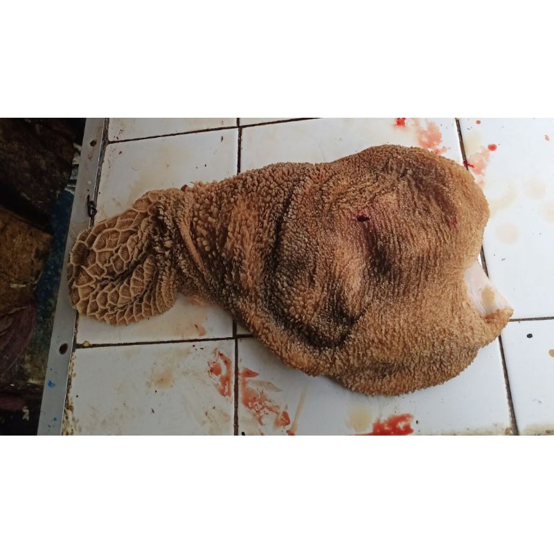 

Daging Babat Kambing Muda Fresh.