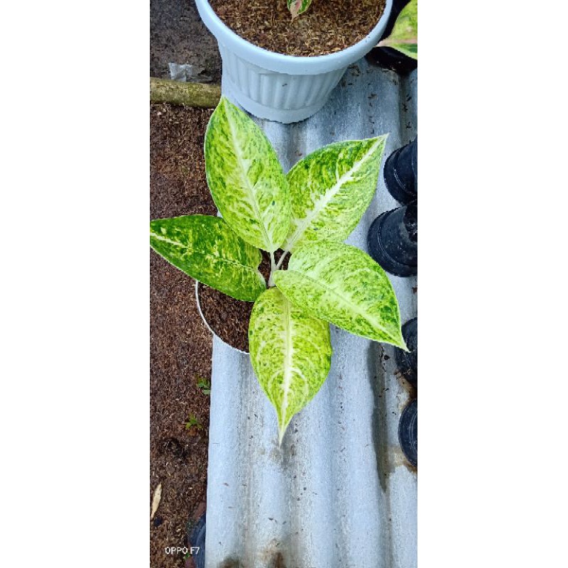 bunga aglonema big roy putih(white big roy)