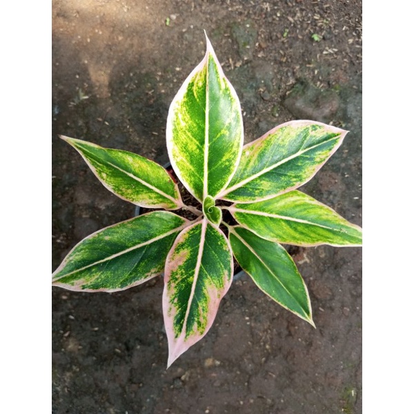 Aglonema Lipstik Puding