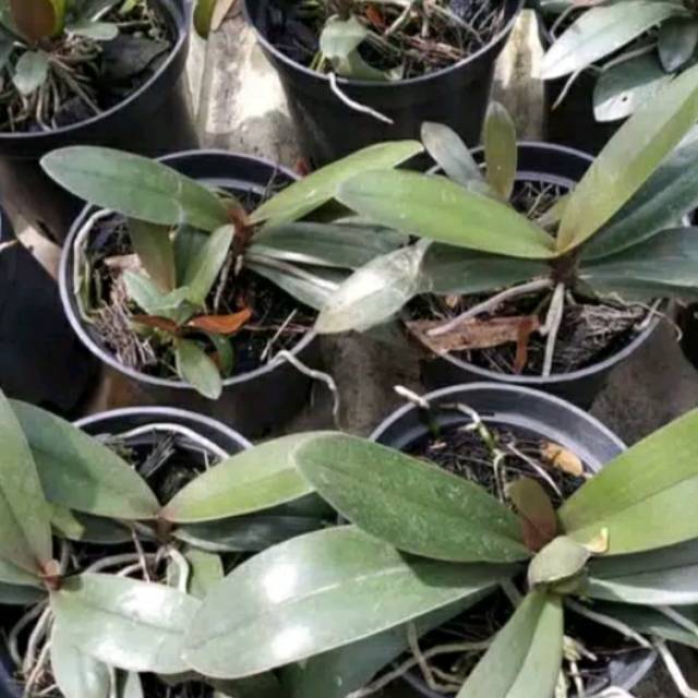 Tanaman hias bibit bunga anggrek doritis