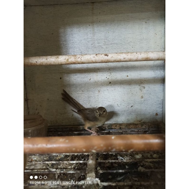 Burung cigun anak mandiri jinak