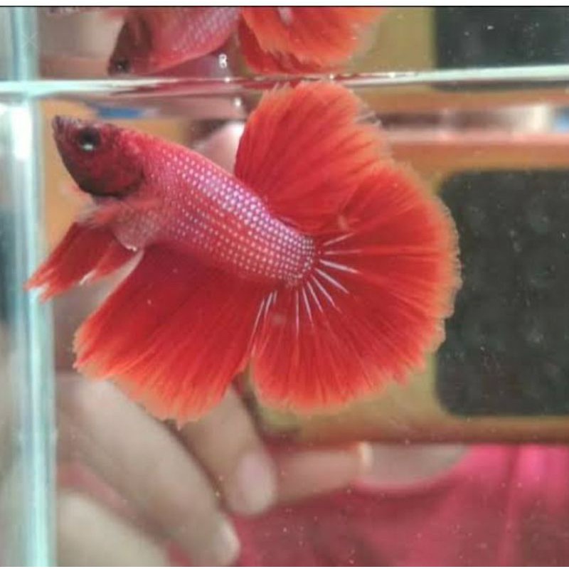 cupang super red halfmoon (jantan)