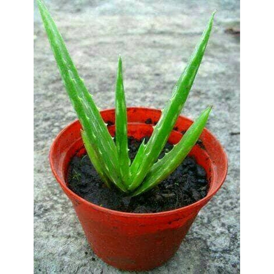 Bibit Tanaman Herbal ALOEVERA Hidup &amp; Berakar - Tanaman Herbal Lidah Buaya