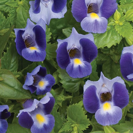 Bibit Bunga Torenia (Mata Kucing) Deep Blue