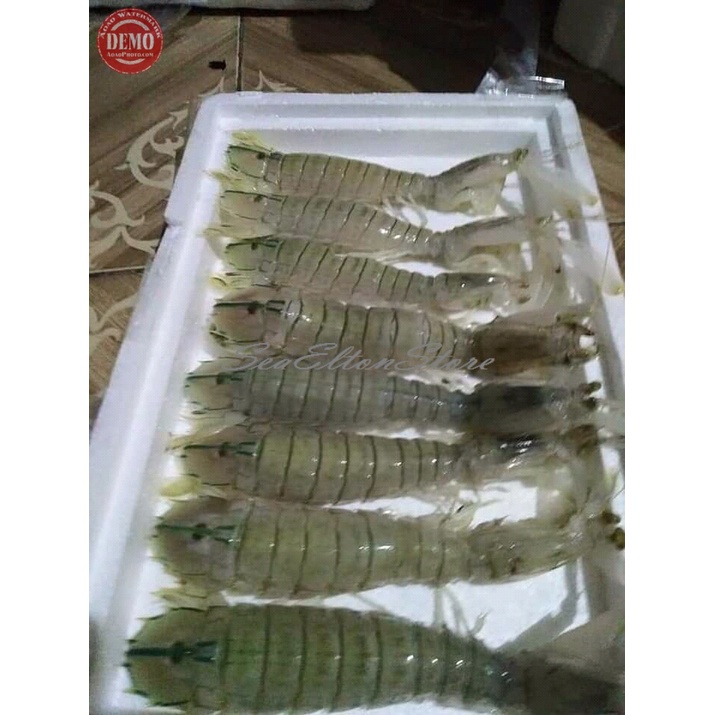 

Udang Ronggeng Segar Udang Fresh Garansi Segar
