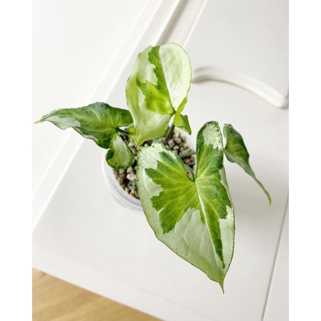 Tanaman bunga syngonium magic marble / syngonium tree king