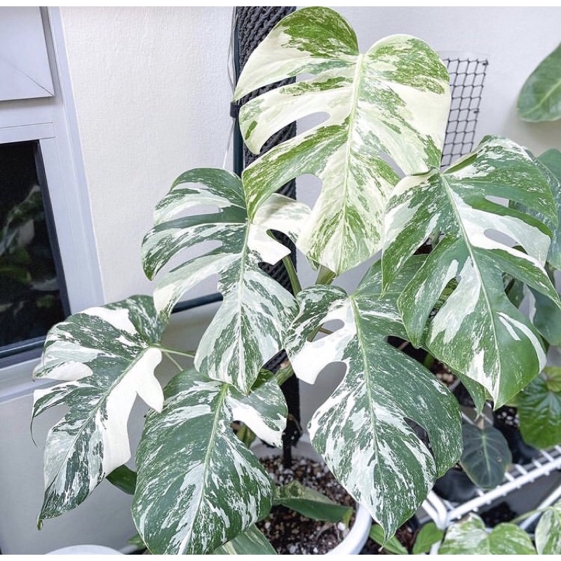 PROMO BISA COD Monstera King Variegata - bonggol monvar siap tanam