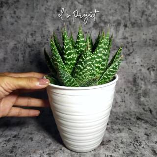 tanaman hias SUCCULENTS bigsize sukulen besar sekulen tanaman hias SUCCULENTS bigsize sukulen besar sekulen