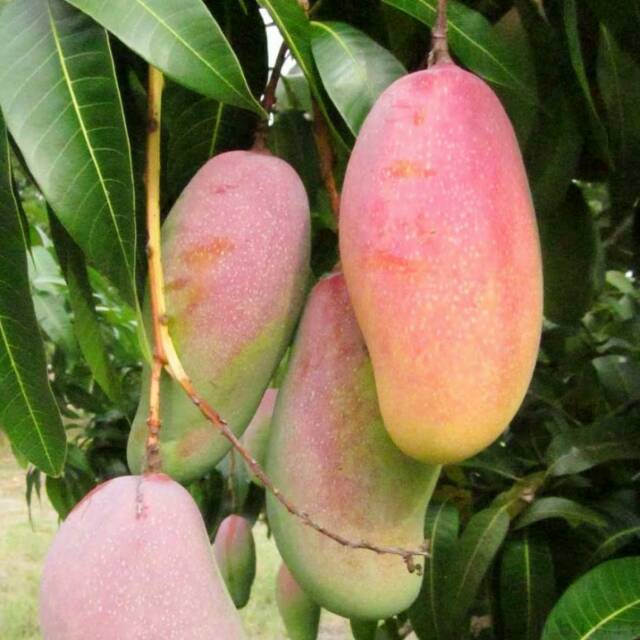 Mangga Mahachanok/Mangga Pelangi