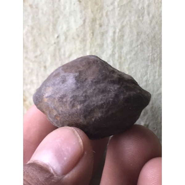 Muncang kemiri adu jawa Arin