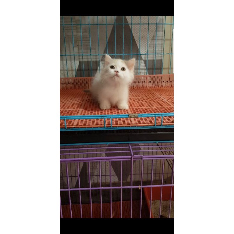 kitten munchkin standar betina