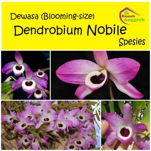 Dendrobium Nobile dewasa spesies anggrek langka dendro asia india dewasa