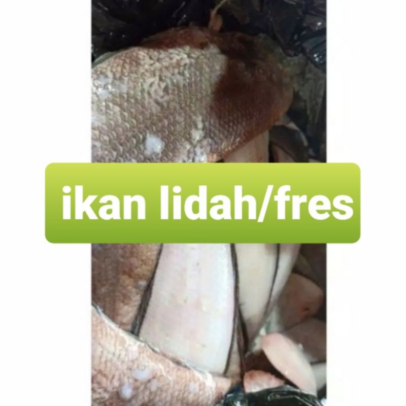 

IKAN LIDAH/500GRM