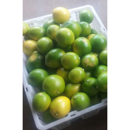 

Buah Jeruk Lemon California Fresh 1kg Organik Bebas Pestisida Sintetik Sehat JSR