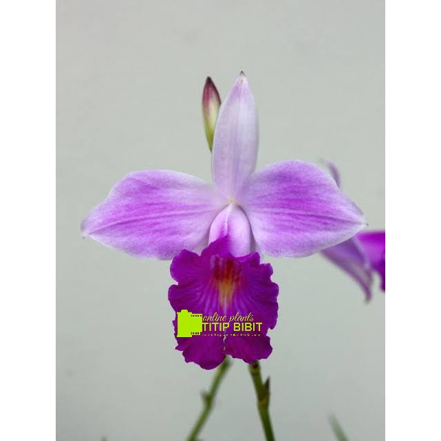 Anggrek spesies Arundina graminifolia