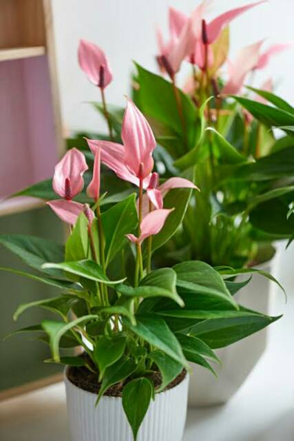 Bibit Tanaman Hias Anthurium Mini Pink Tanaman Hias Anthurium Pink Tanaman Anthurium Jakarta