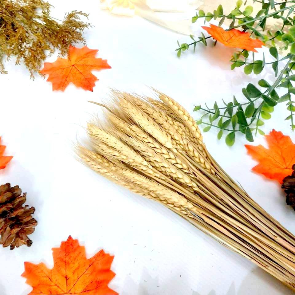 Bunga Hias Gandum Kering Import 10000/iket