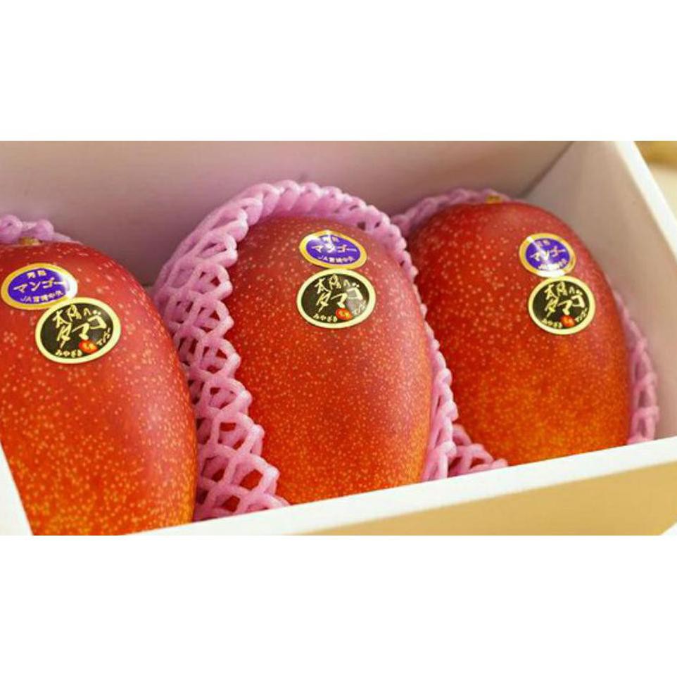 Terb@Ru Bibit Okulasi Benih Biji Buah Mangga Miyazaki -Asal Dari Jepang- Mangga Termahal Di Dunia