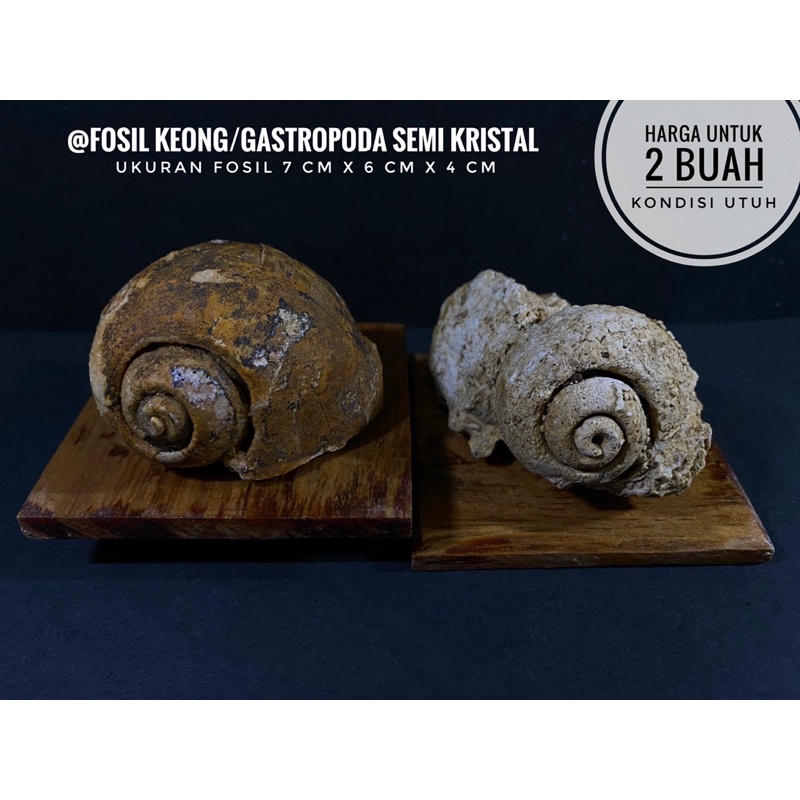 Fosil Keong Temuan A36 atau Fosil Kerang Crystal atau Fosil Kol Buntet Kristal