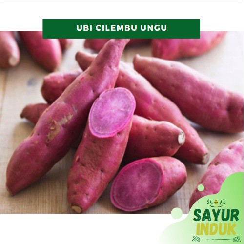 

Sayur Induk - Ubi Cilembu Ungu 500 Gram Fresh Grade A Sweet Potato