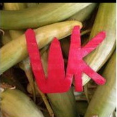 

Terong Telunjuk Terong Medan