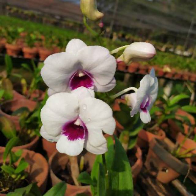 Anggrek Dendrobium Chaopraya Mini