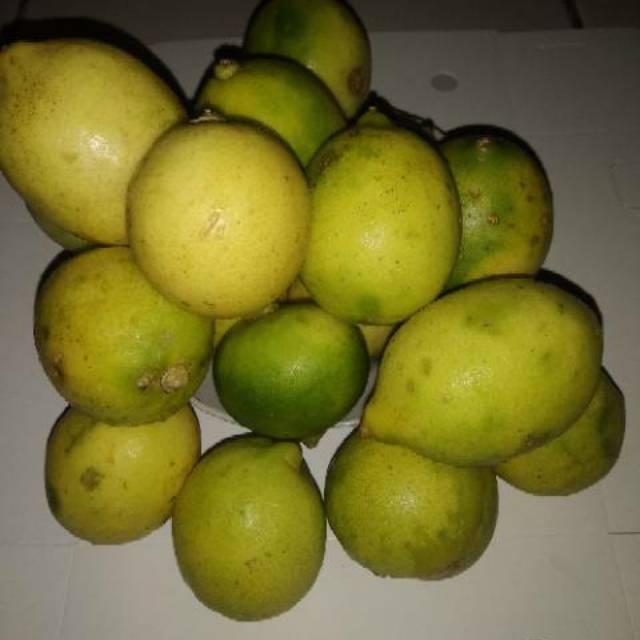 

BUAH LEMON SEGAR PER KILOGRAM